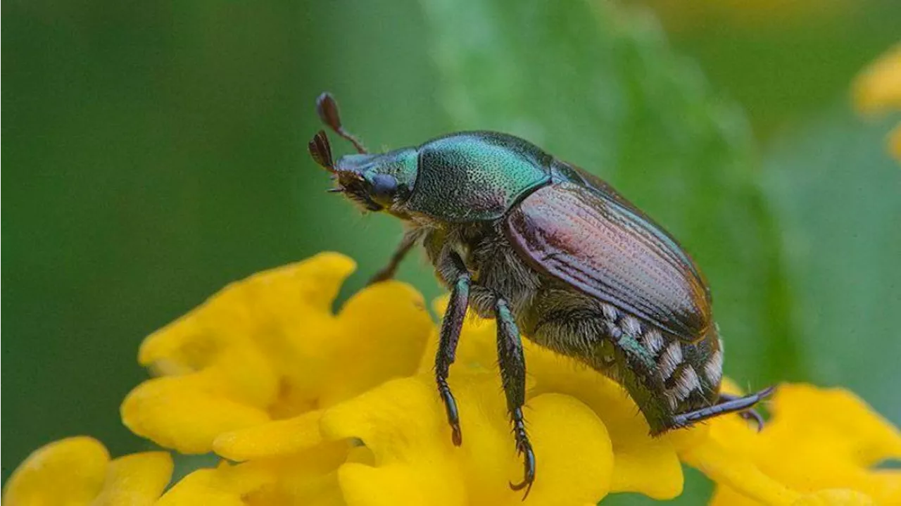 Washington State Targets Invasive Japanese Beetles with Insecticide Treatment