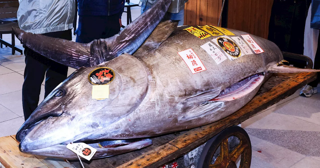 Sushi chain pays $1.3 million for motorcycle-sized tuna at Tokyo auction