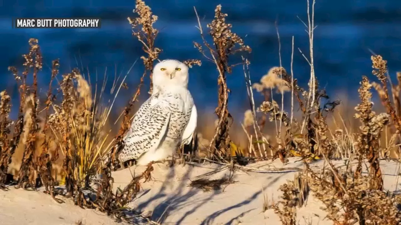 Snowy Owls Delight Birdwatchers Along Jersey Shore