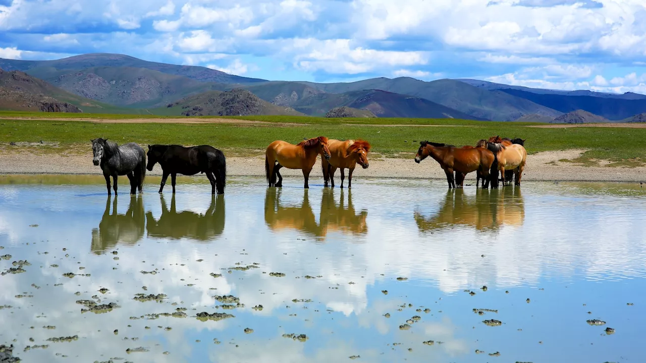 Bird Flu Infections Detected in Horses: A New Spillover Risk?