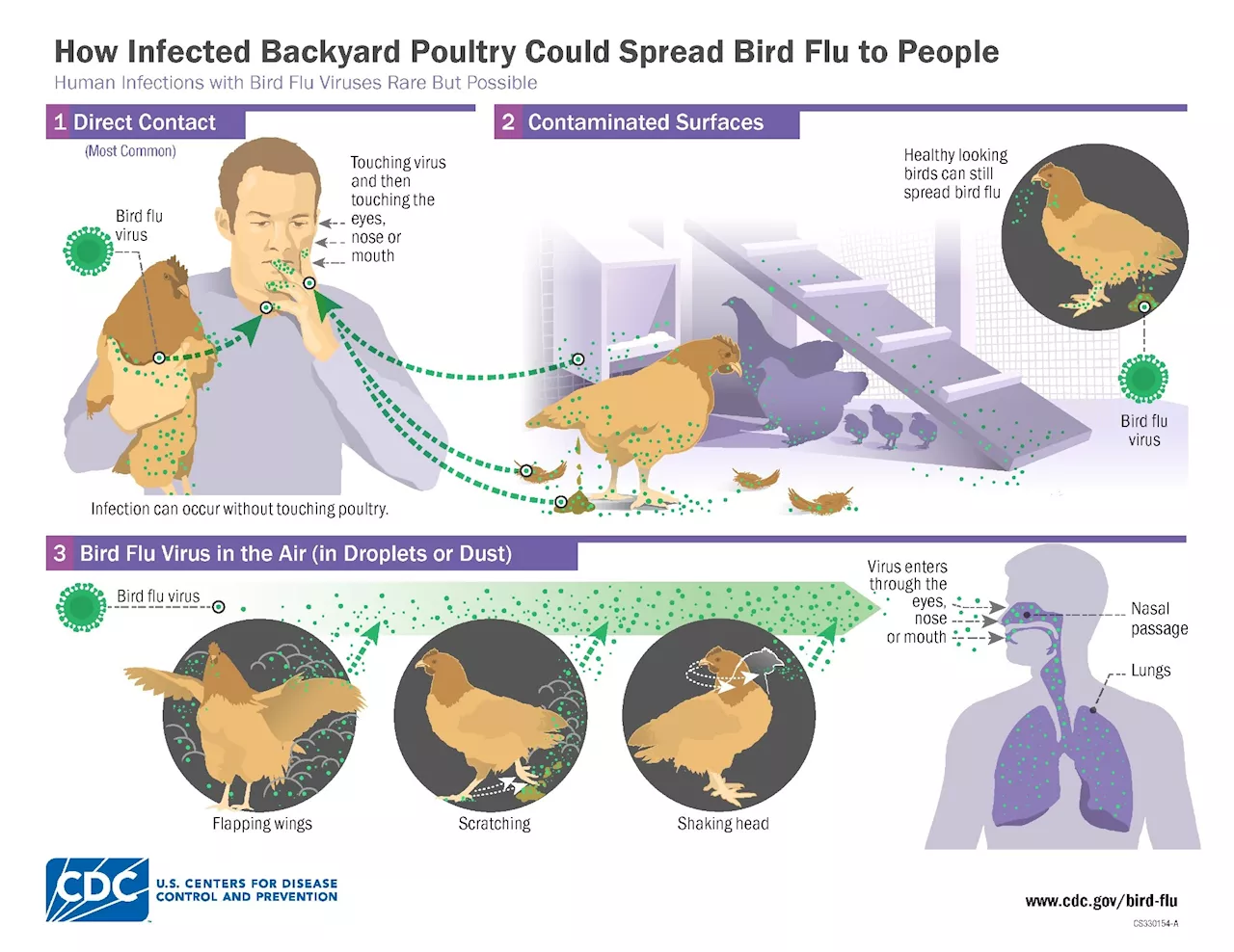 Could H5N1 Avian Flu Be Evolving to Infect Humans?