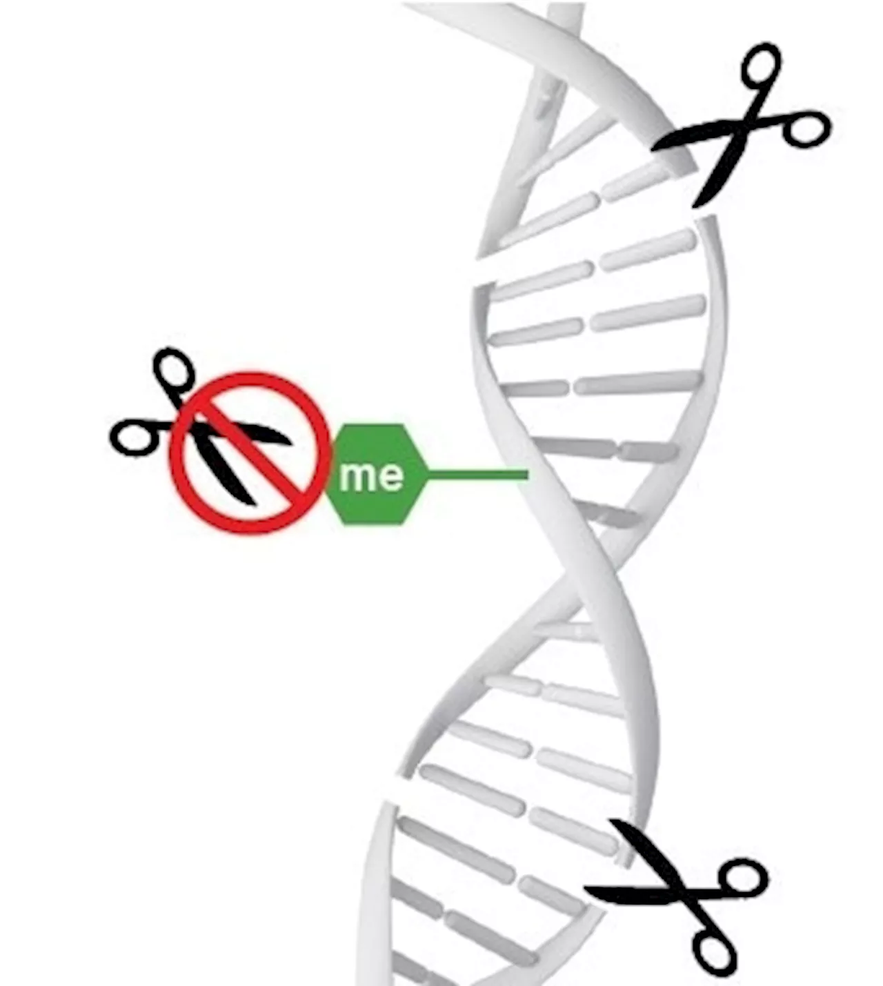 Digital dPCR Enables Accurate DNA Methylation Analysis Without Bisulfite Conversion