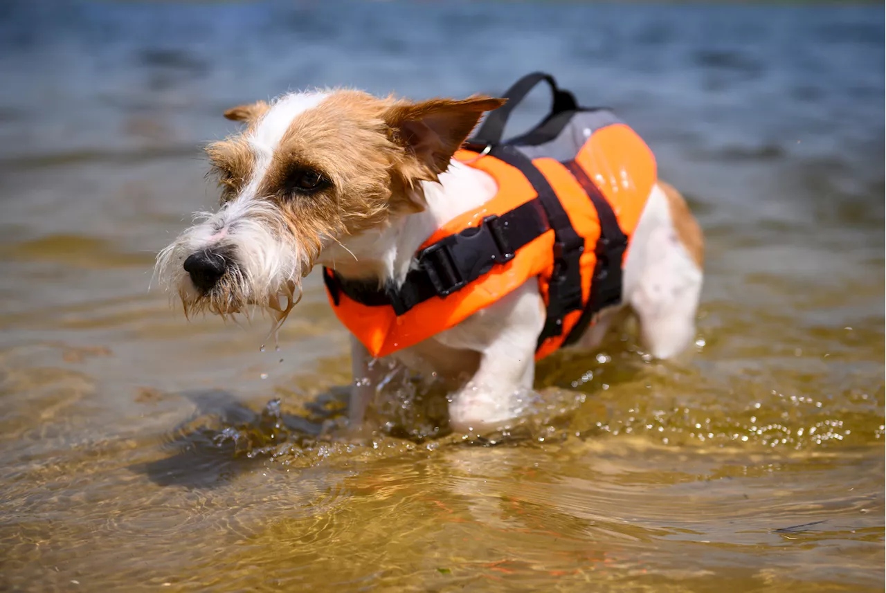 Puppy Uses Bulldog as a Life Vest to Avoid Swimming