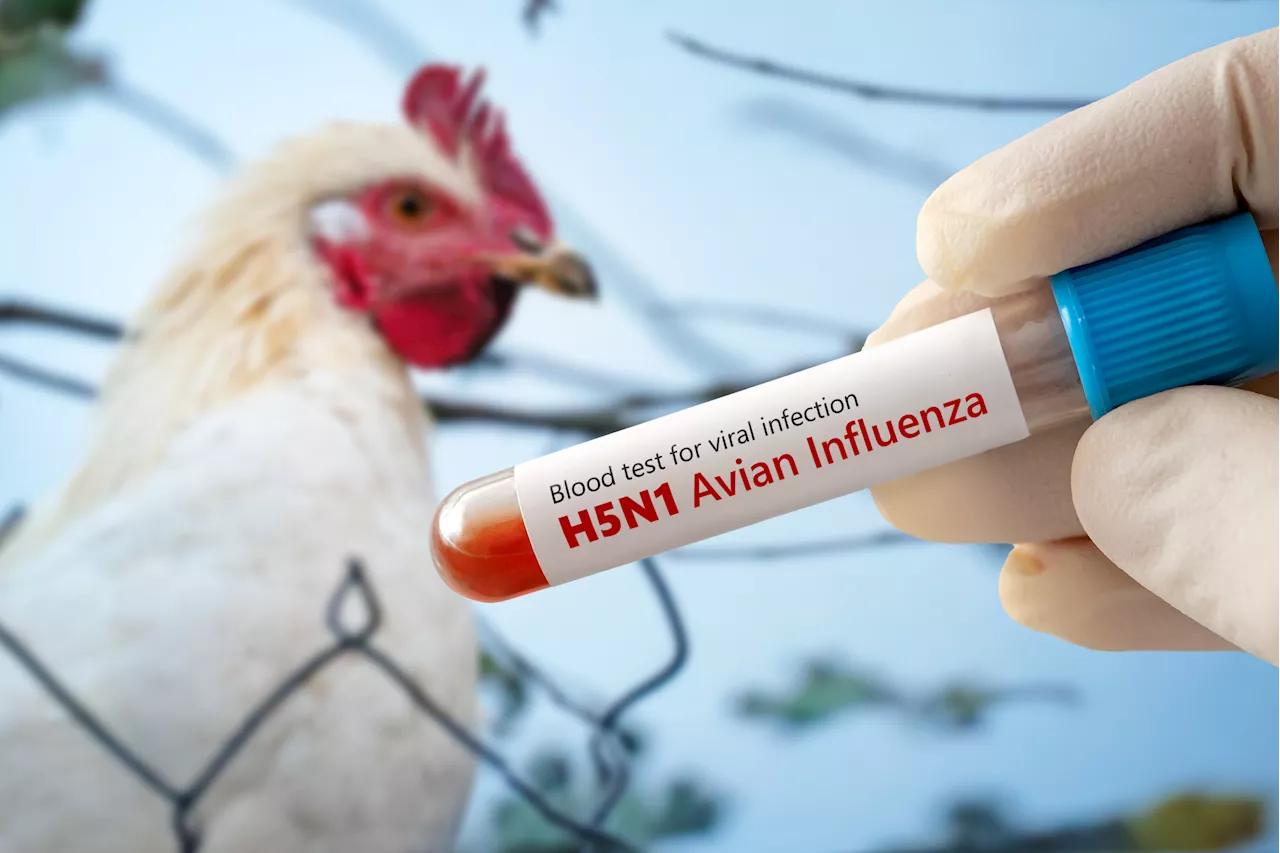 US Invests $306 Million to Combat H5N1 Bird Flu