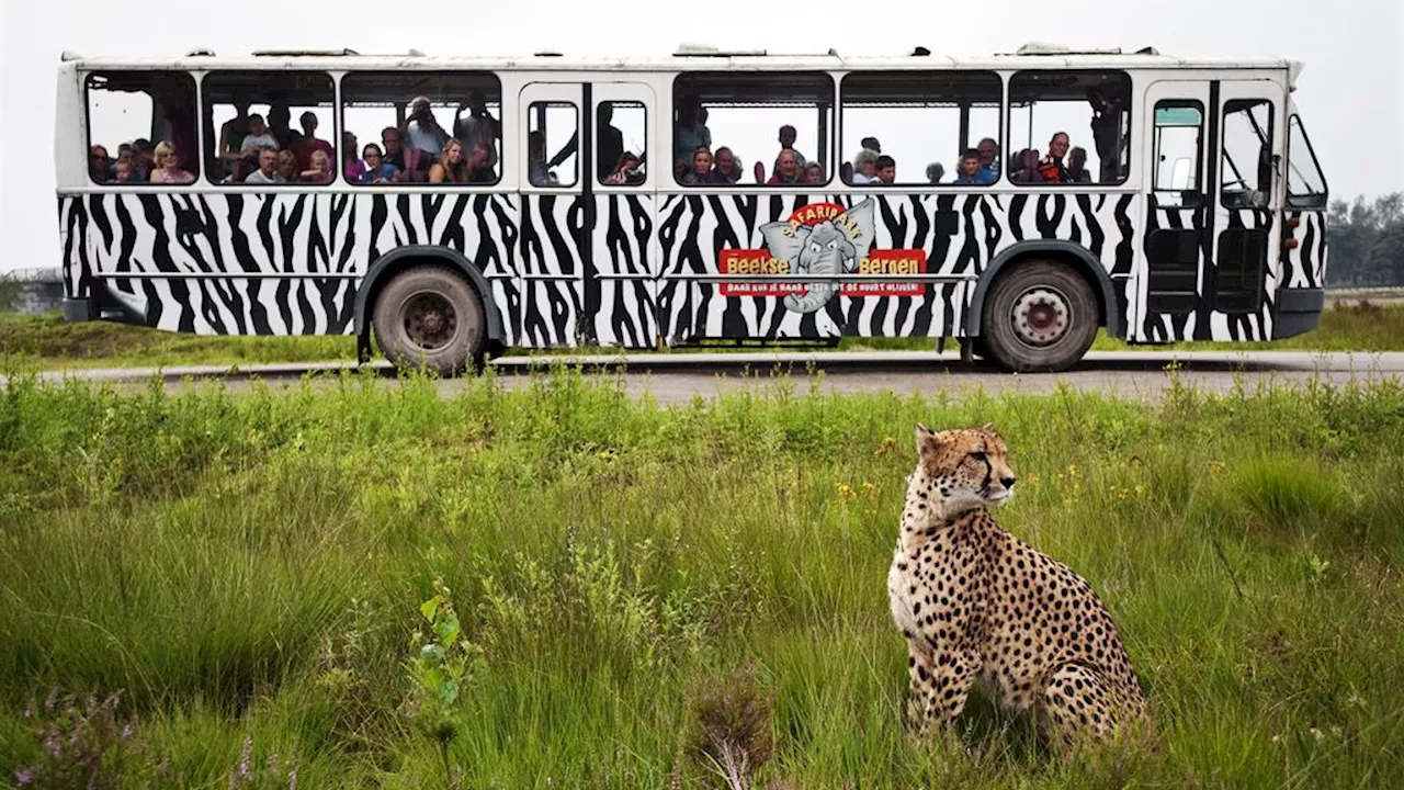 Beekse Bergen past autoroute aan na gevaarlijke situaties met cheeta's