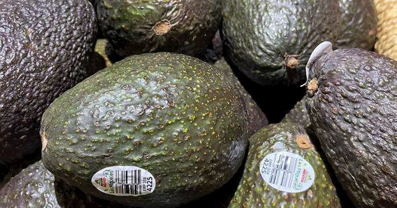 Avocado Shortage Looms as Climate Change Impacts Production