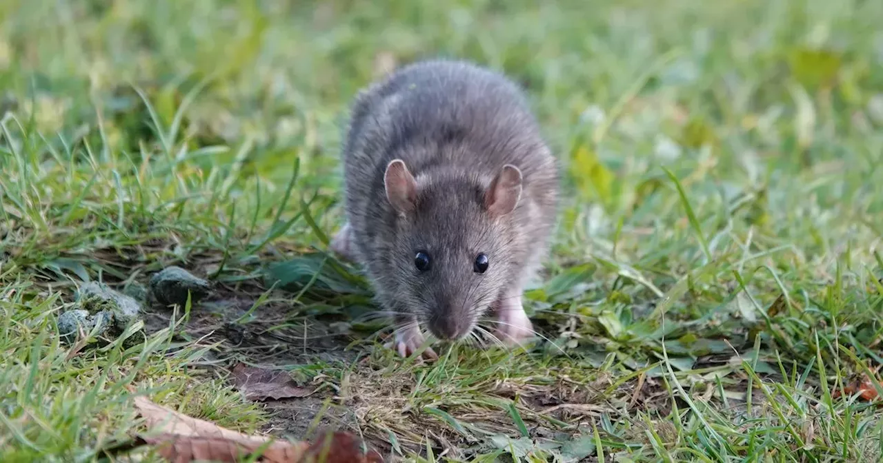 Gardeners Beware: Natural Ways to Keep Rats Away this Winter