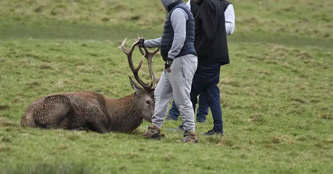 RSPCA issues response over 'cruel' group stag attack at Wollaton Park