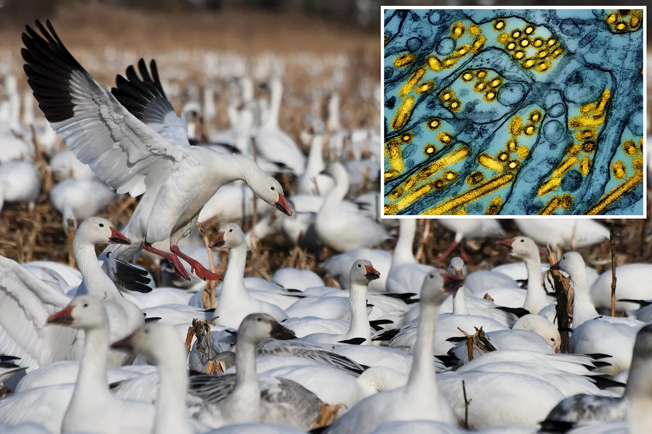 Hundreds of Snow Geese Suspected Dead From Bird Flu in Pennsylvania