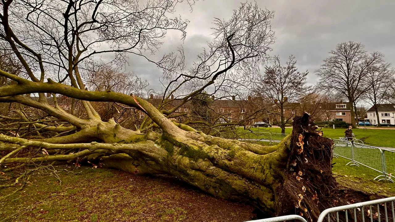 Code geel voor windstoten tot 90 kilometer per uur in heel Brabant