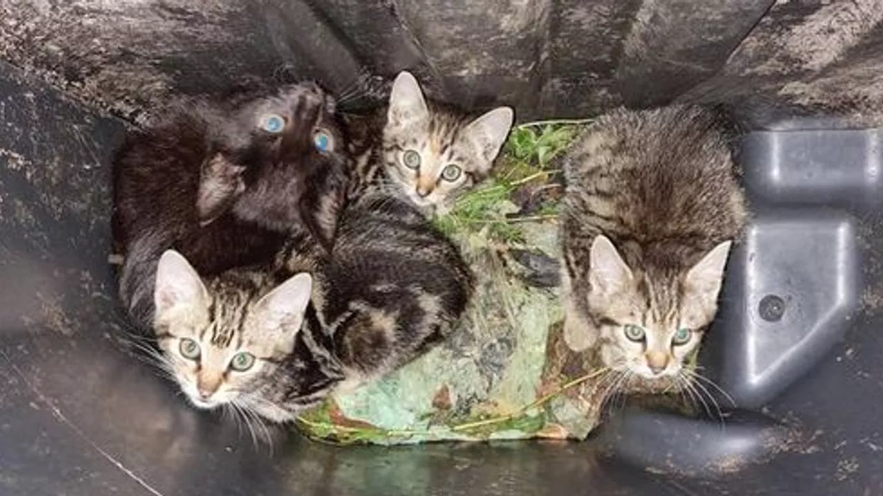 Niet alleen kittens worden gedumpt: ook honden, biggetje en zelfs een slang