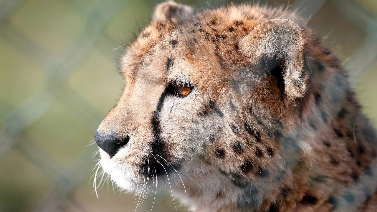 'Niet meer rijden tussen cheeta's: autosafari Beekse Bergen aangepast'