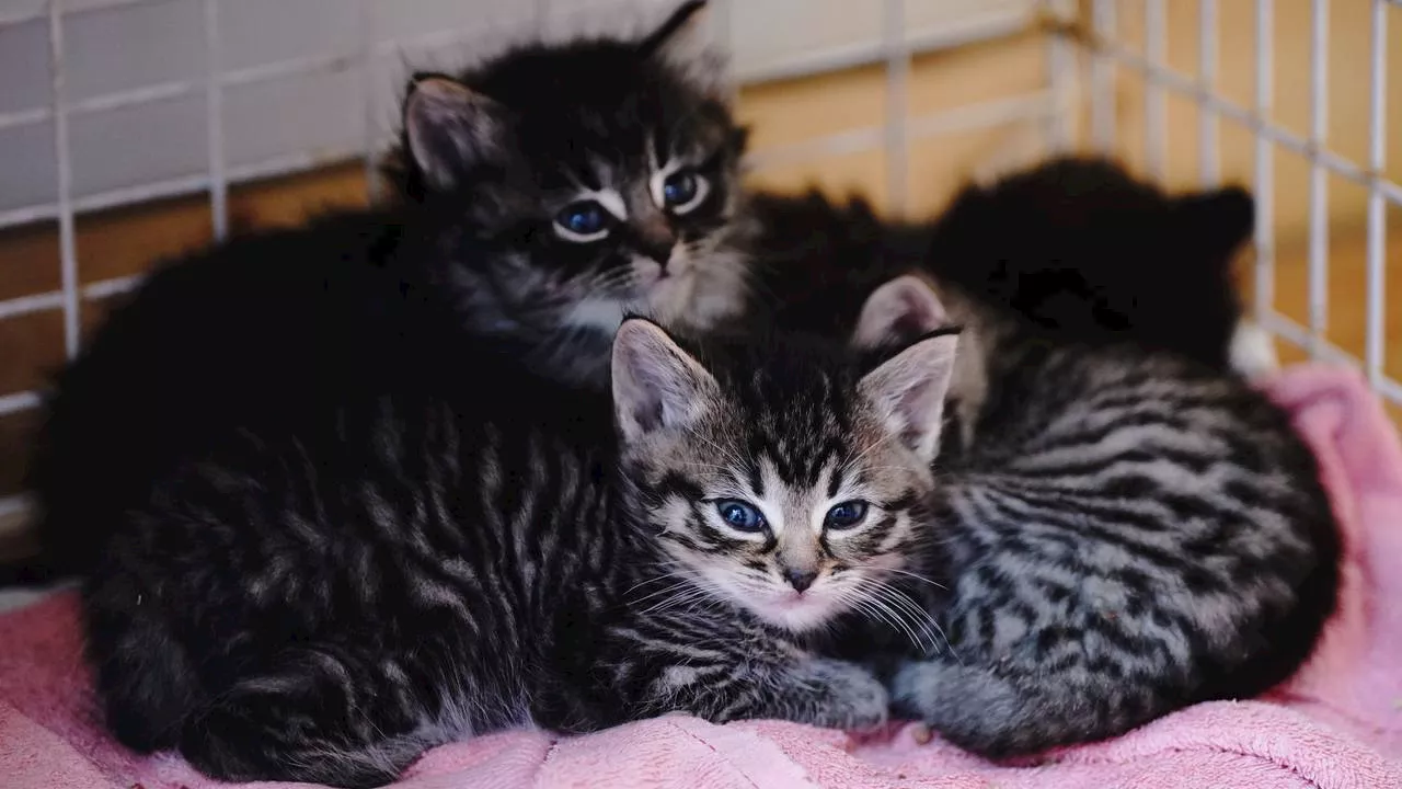 Ontvoerde kittens nog altijd spoorloos: 'Nog nooit meegemaakt'