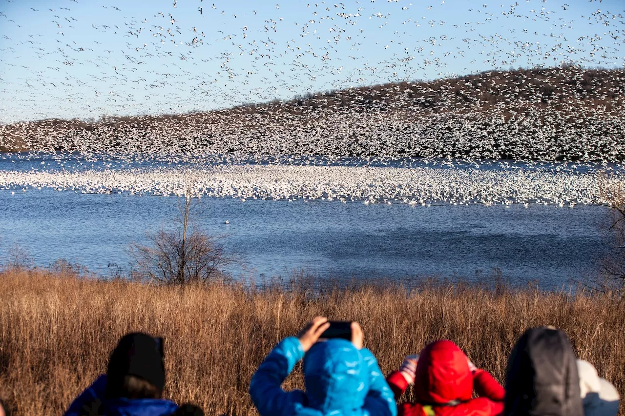 Highly Pathogenic Avian Influenza Found in Lehigh Valley Snow Geese