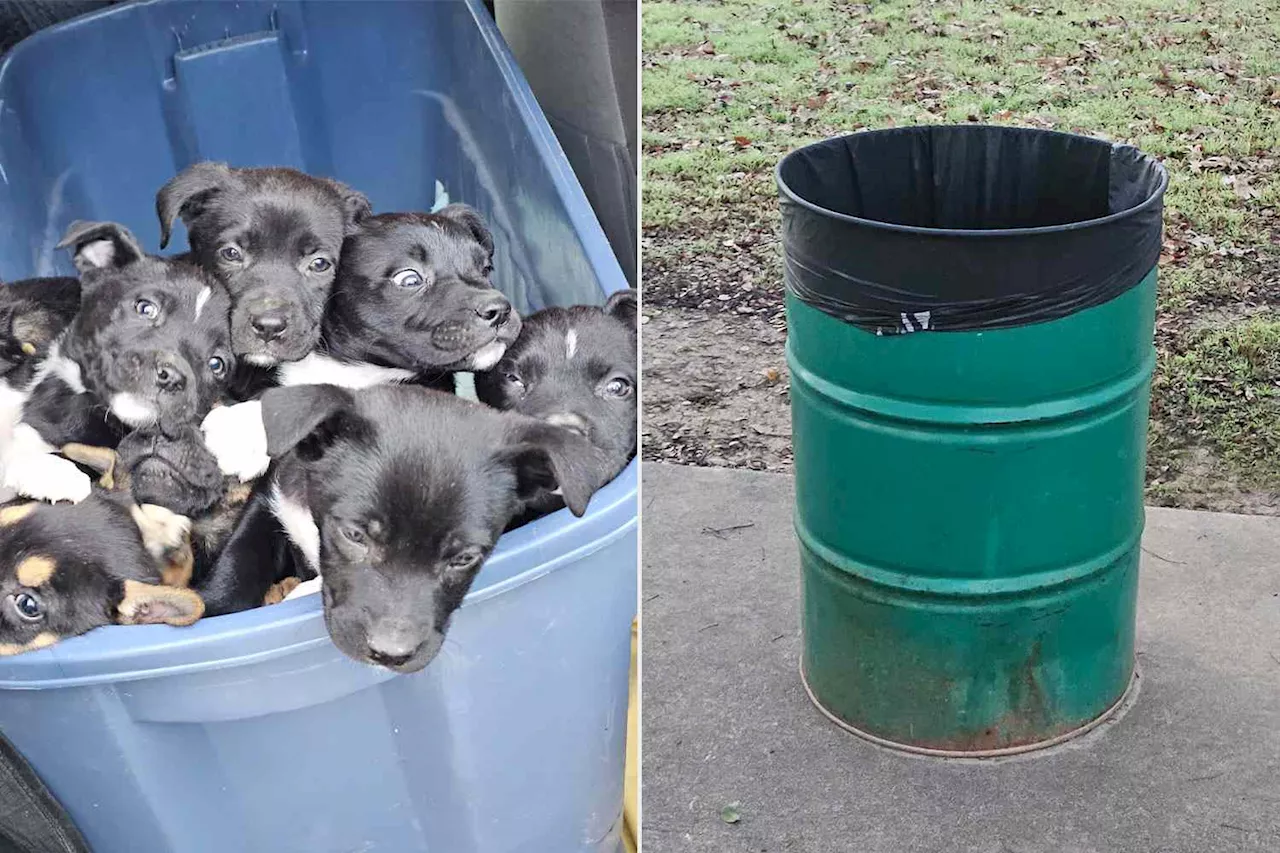 Man Rescues 8 Puppies From Trashcan 5 Years After Saving 2 Dogs From the Same Spot