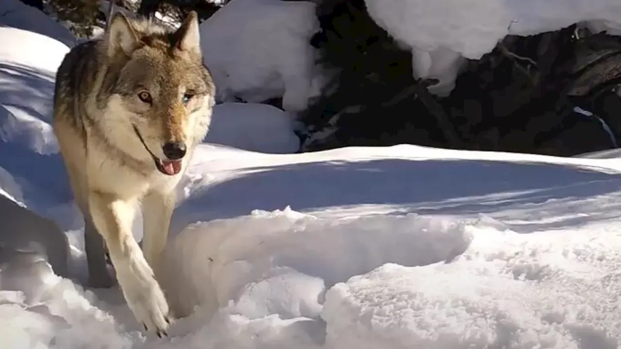 Yellowstone's 'Queen of the Wolves' Dies at 11