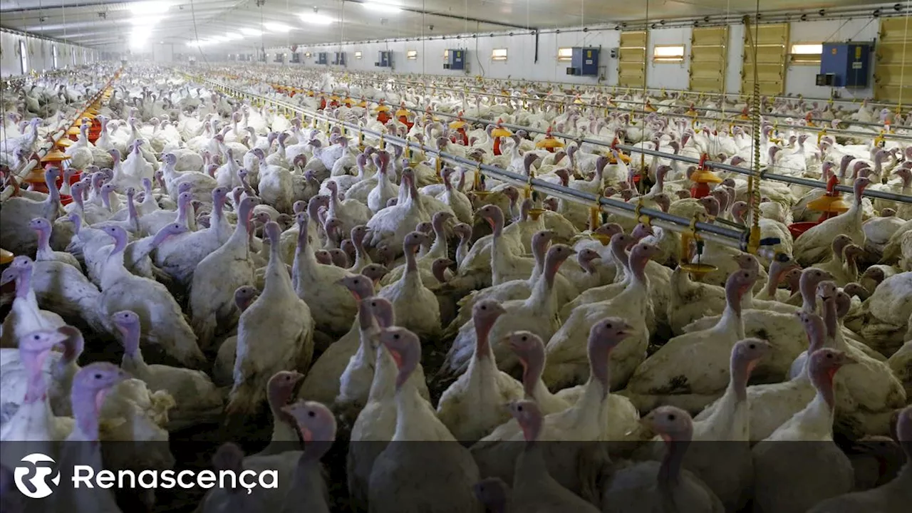 Foco de Gripe das Aves em Sintra