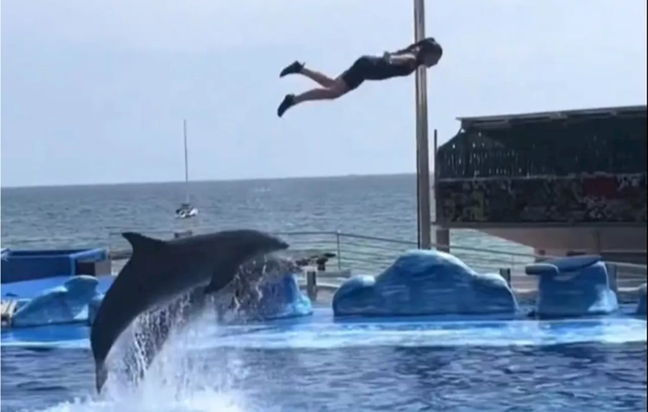 Marineland, o maior parque marinho da Europa, fecha após proibição de shows com orcas