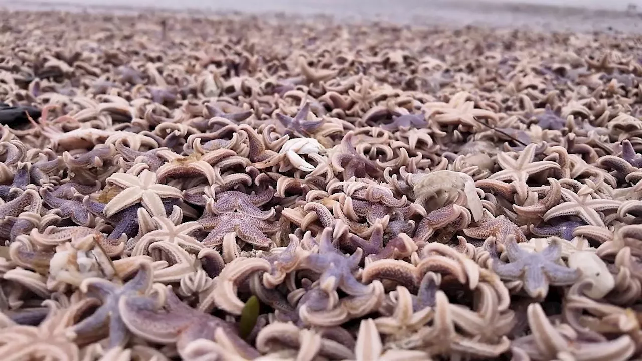 Teppich aus toten Seesternen an Sylt Strand