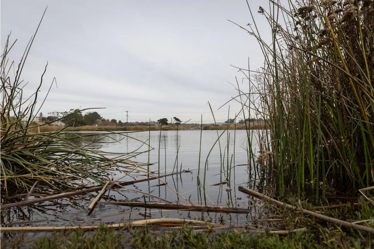 Wetlands Reserve Restoration Planned at Carlsbad-Oceanside Border