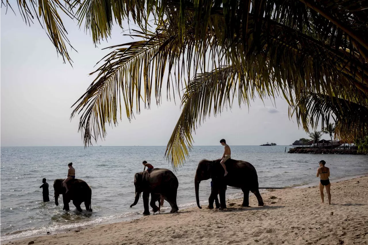 Elephant Kills Spanish Tourist While Bathing at Thailand Sanctuary