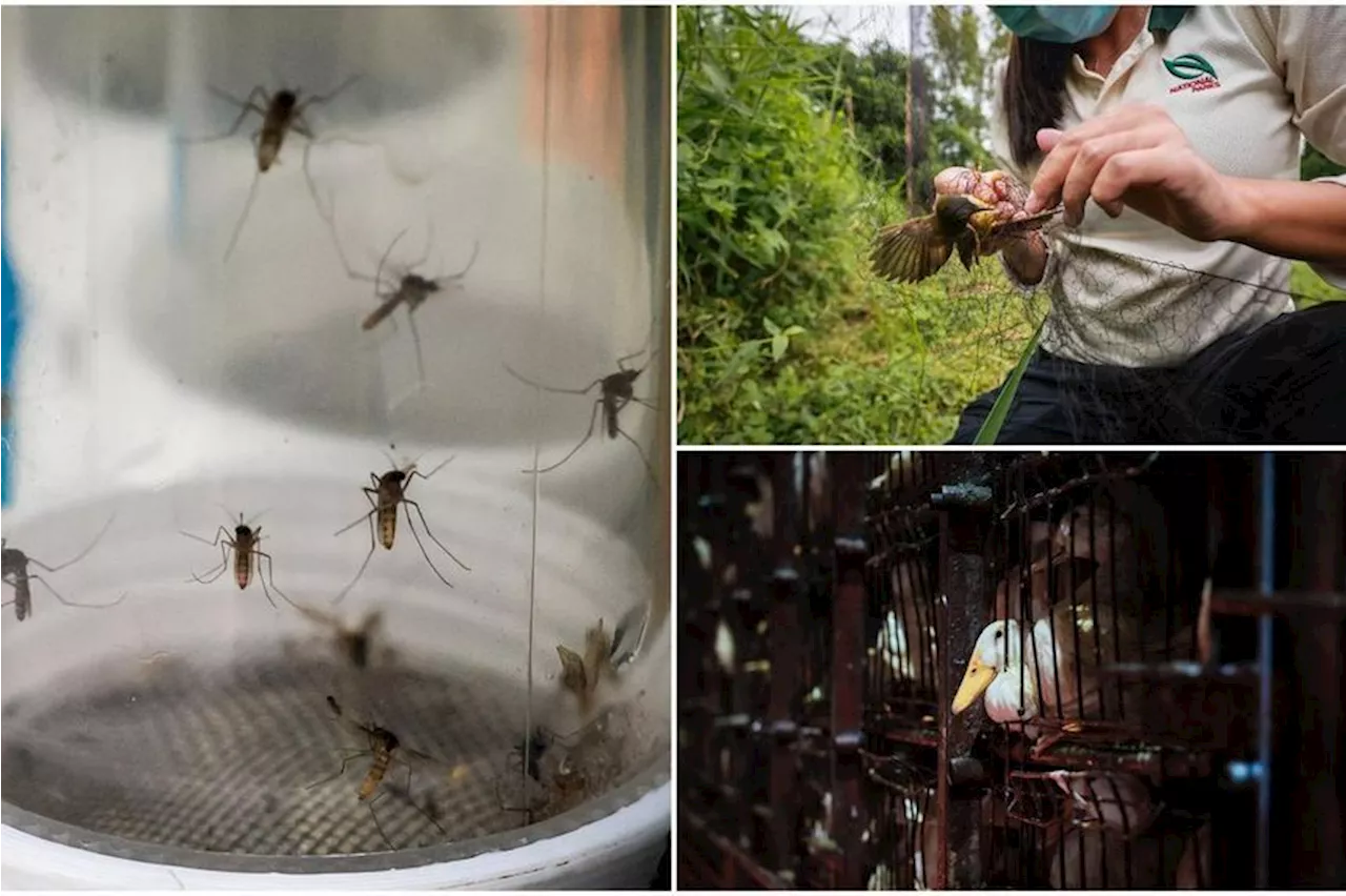 Singapore Seeks Research to Combat Zoonotic Disease Risks