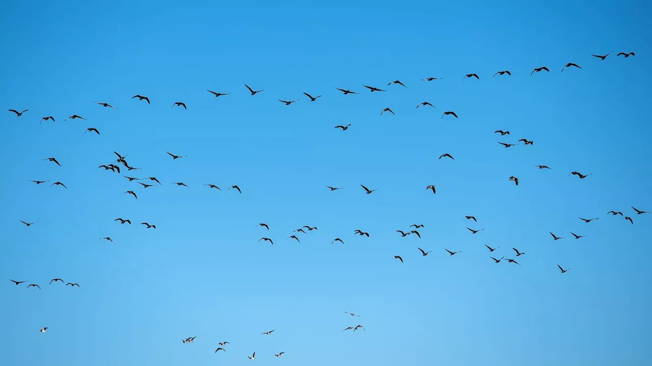 Erster Todesfall durch Vogelgrippe in den USA