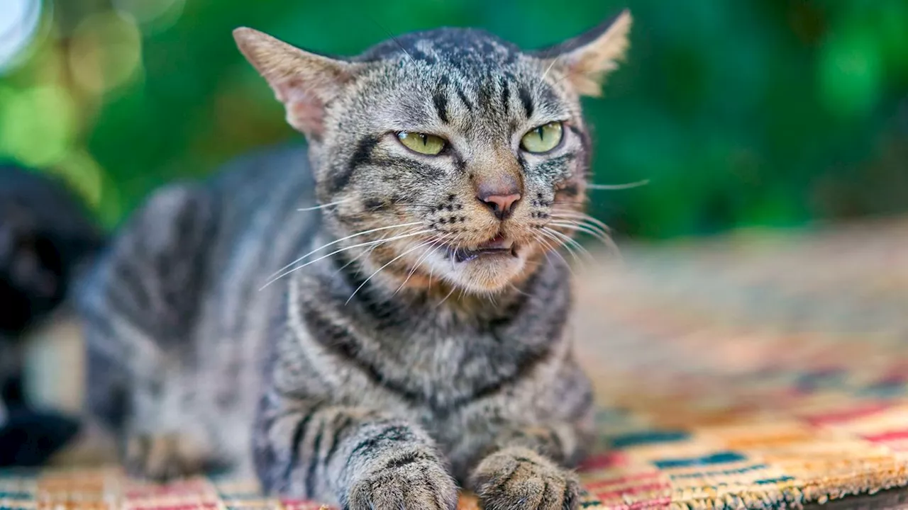 Katzen haben fast 300 verschiedene Gesichtsausdrücke