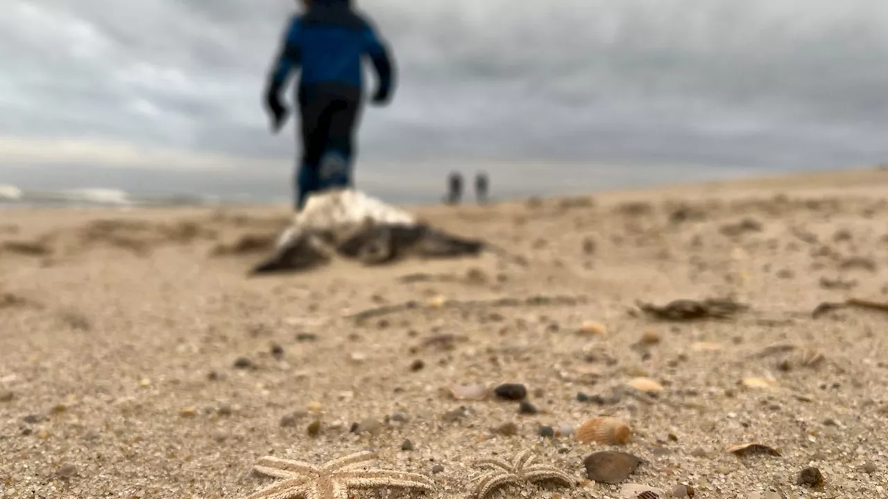 Sturm wirft tausende Seesterne an Sylter Strand