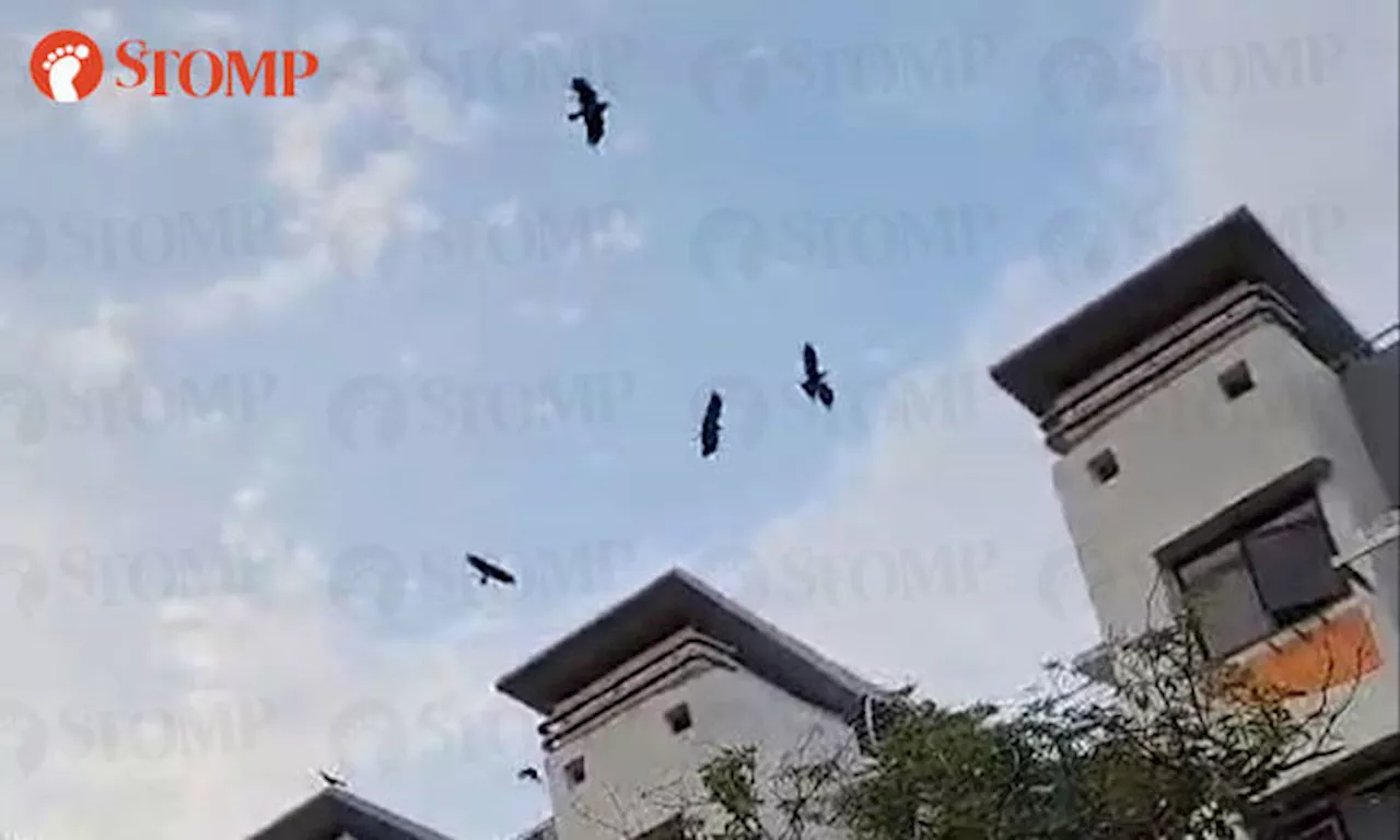 Crows Plague Housing Estates in Singapore