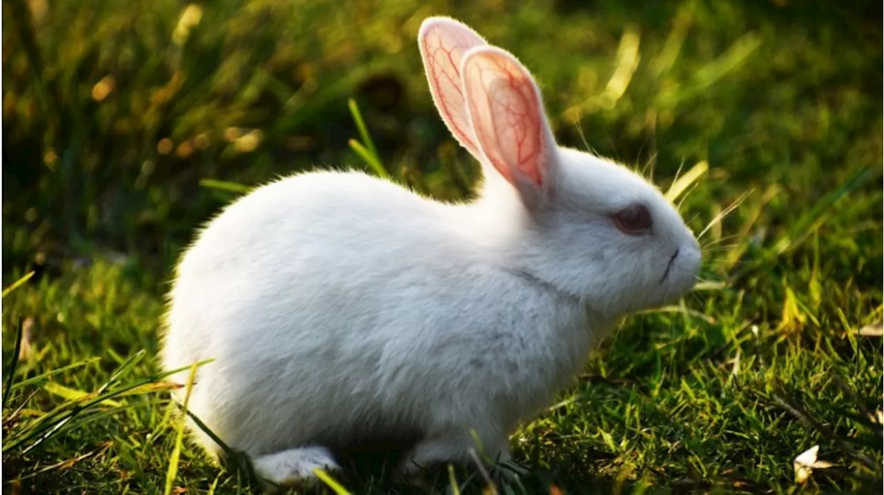 Tularemia: Risiko Infeksi Melalui Pemotongan Rumput