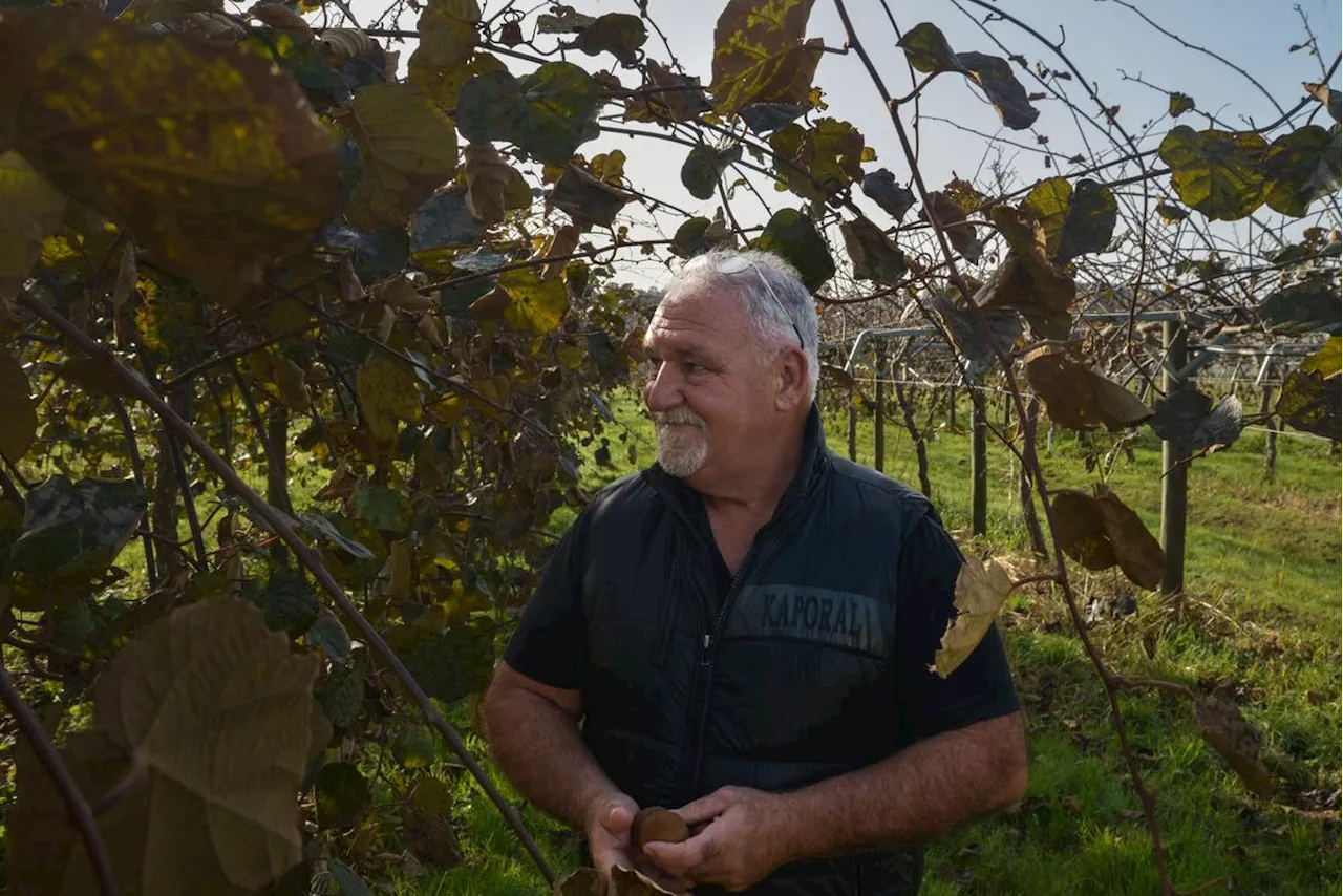 Kiwi de l'Adour : mal adapté au changement climatique ?