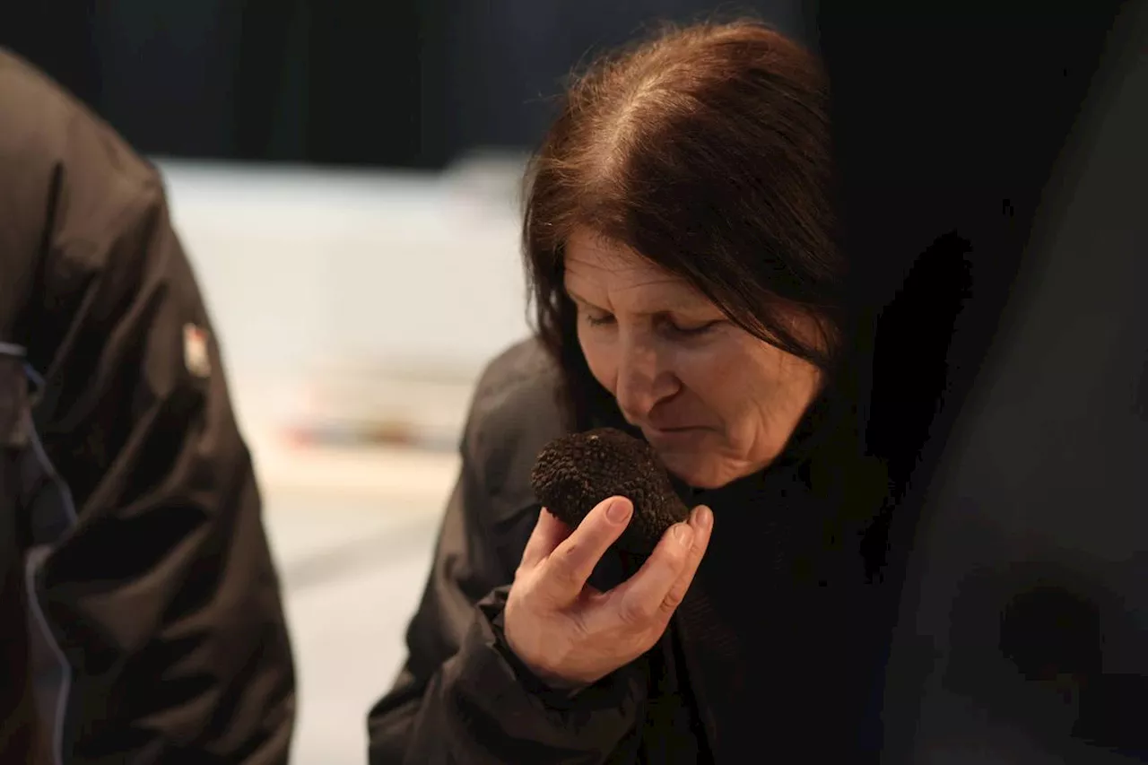 Truffes. Apports en hausse, prix en baisse et « belle maturité » : le point en Périgord