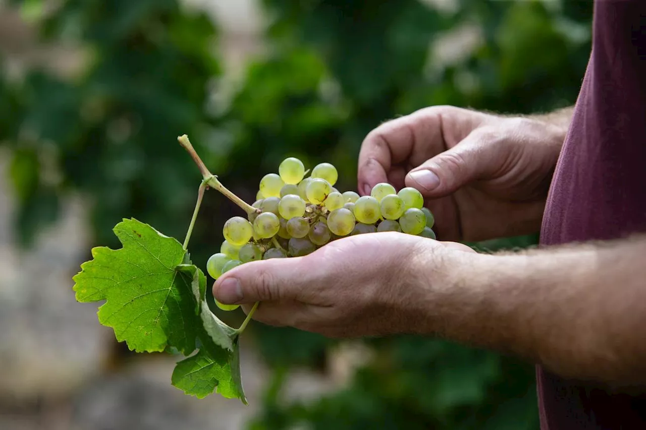 Vendanges à Cognac : la saveur oubliée de la folle-blanche