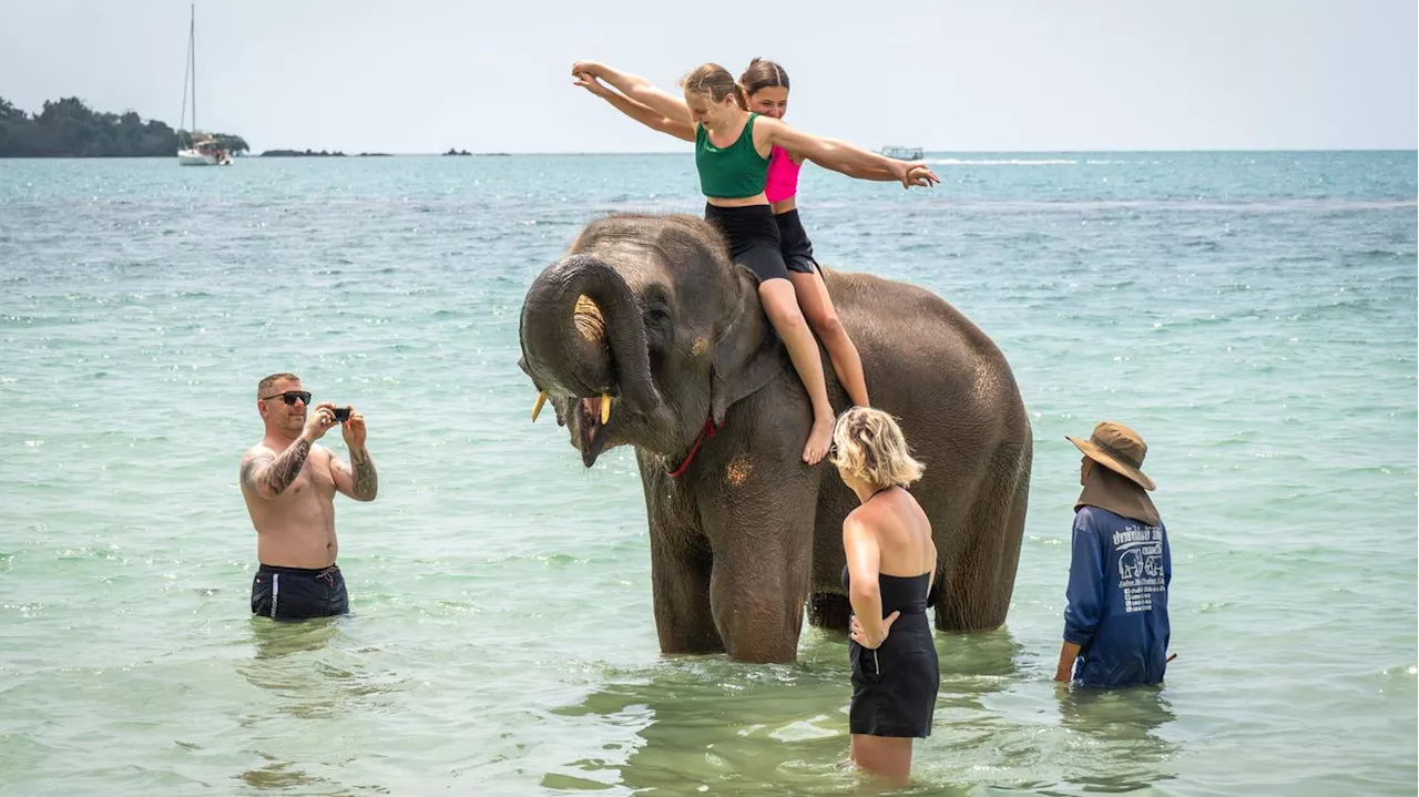 Touristin in Thailand bei Elefanten-Badeeintritt getötet