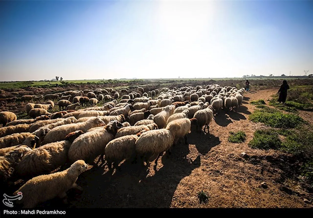 تبادل دام و گوشت قرمز از پاکستان: تهدیدی جدی برای دامداری ایران