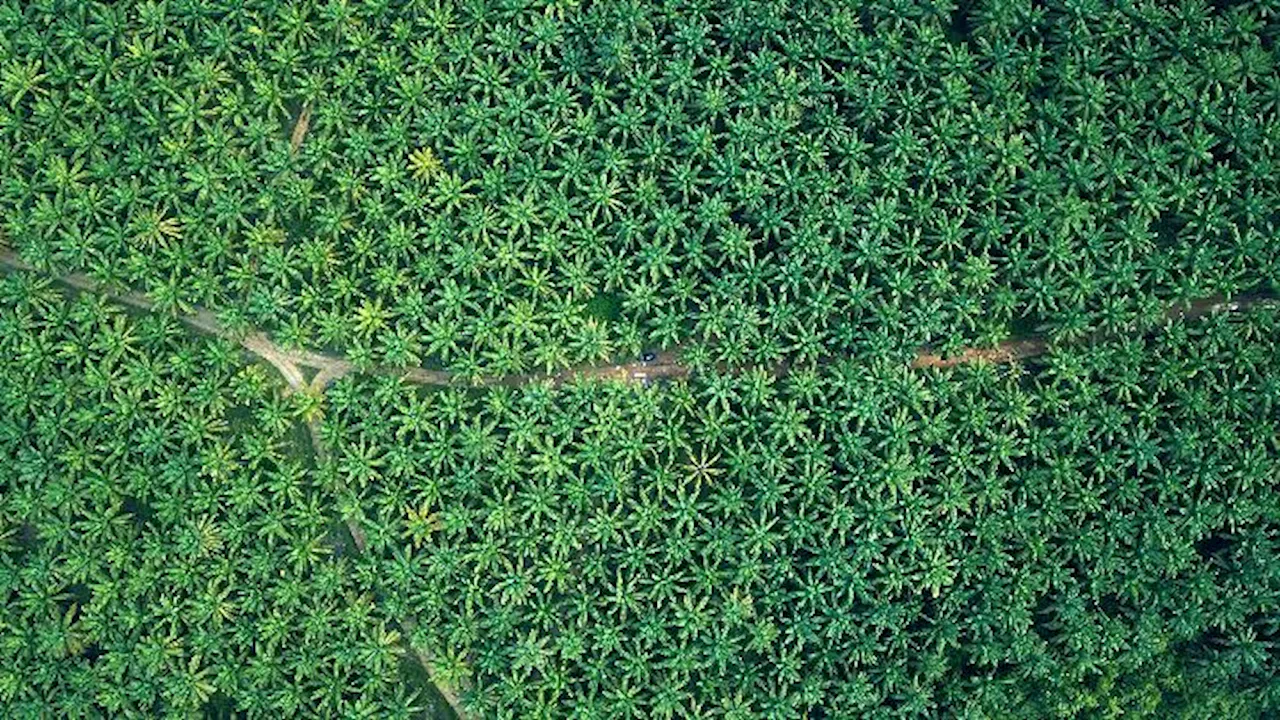 Kritik Berdatangan Atas Rencana Deforestasi untuk Kelapa Sawit