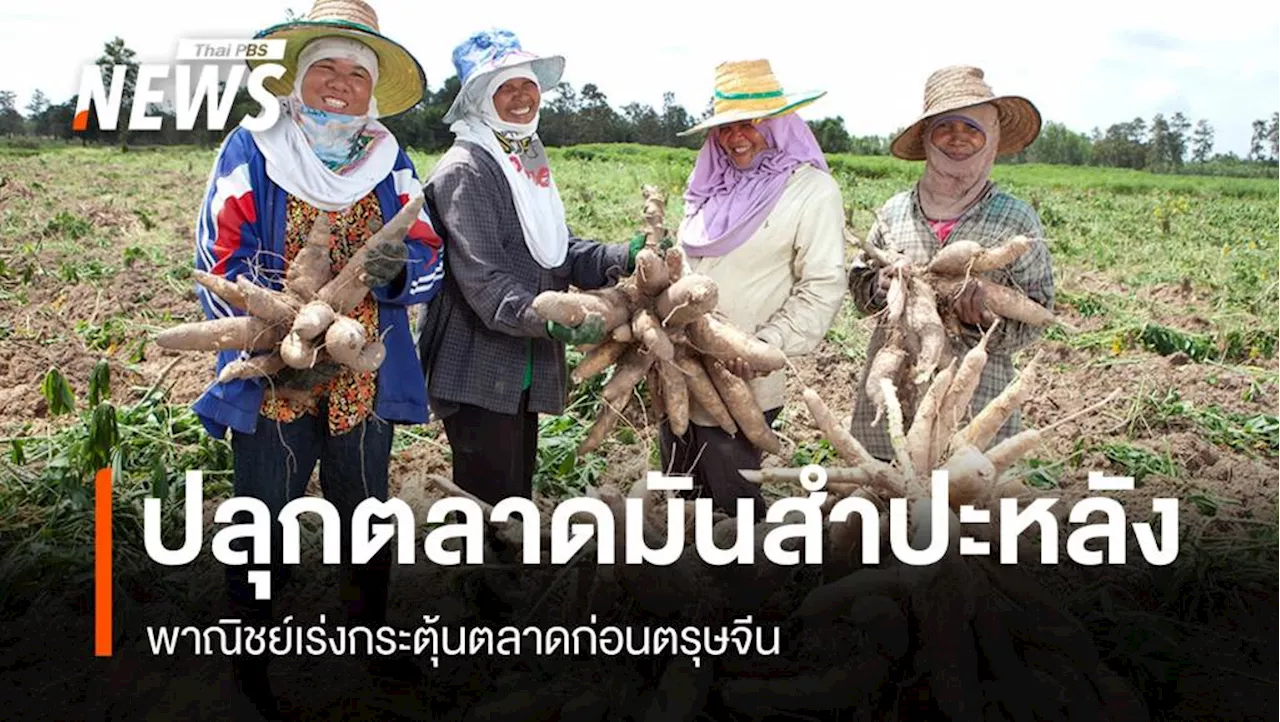 ไทยจับมือเอกชนขยายตลาดมันสำปะหลังจีน