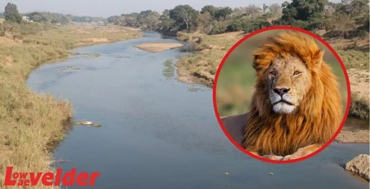 ‘Lion on the loose’ spotted back at Kruger National Park