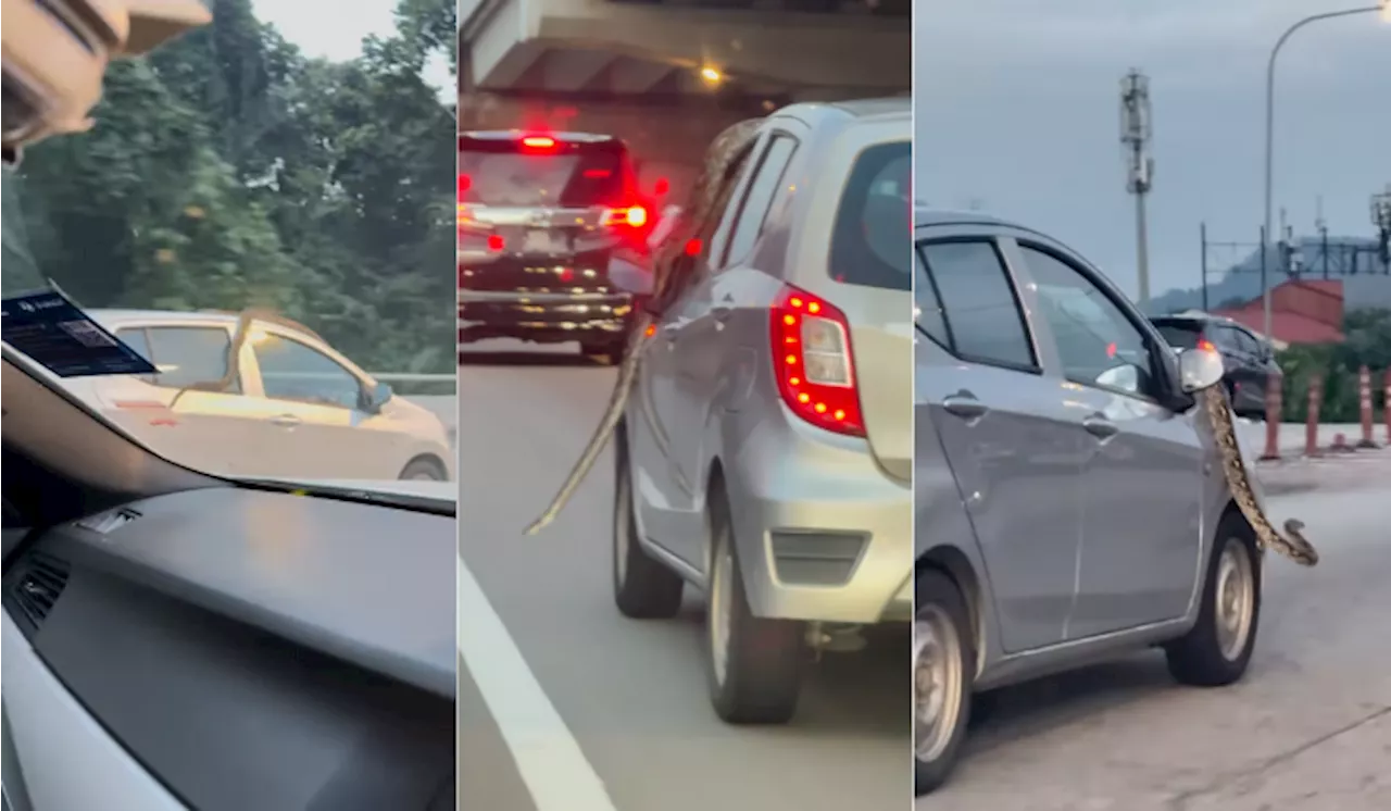 Massive Python Takes a Ride on a Moving Car in Malaysia