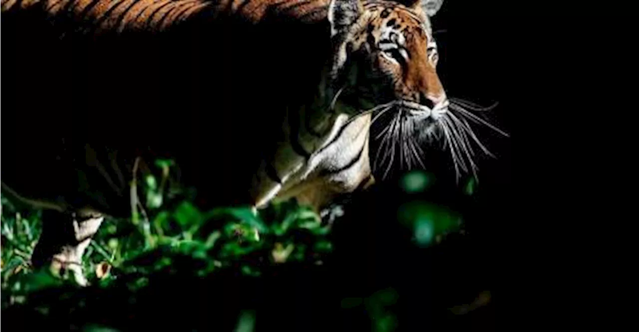 Malayan Tiger Poaching Threatens Endangered Species