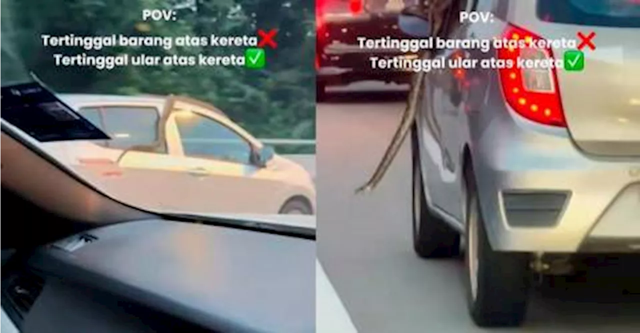 Snake Takes a Ride on a Moving Car in Malaysia