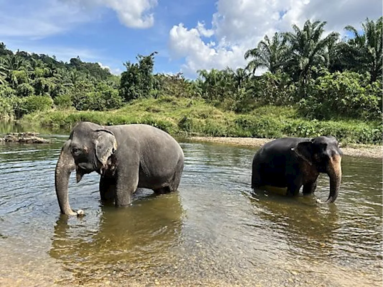 Spanische Touristin in Thailand von Elefant getötet