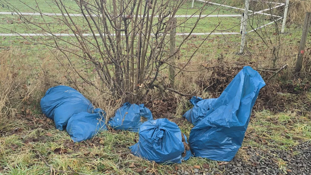 Tote Schafe In Säcken In Köln-Meschenich Gefunden