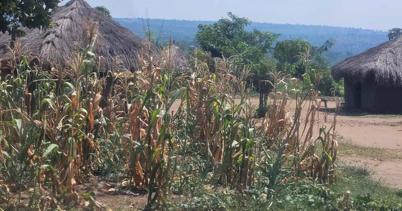 Flüchtlinge in Ugandas Camps