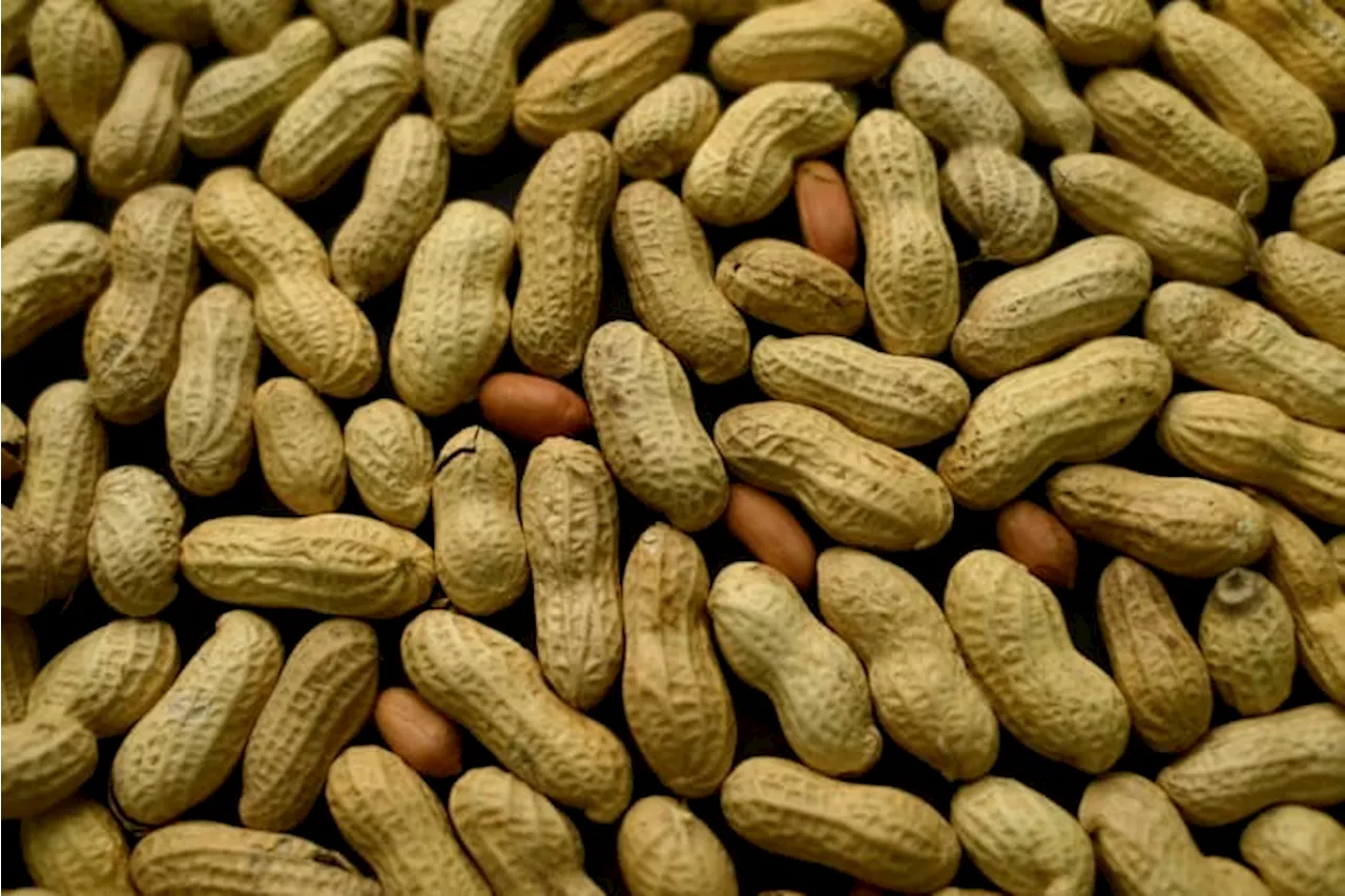 Peanut Allergy Treatment Shows Promise for Young Children