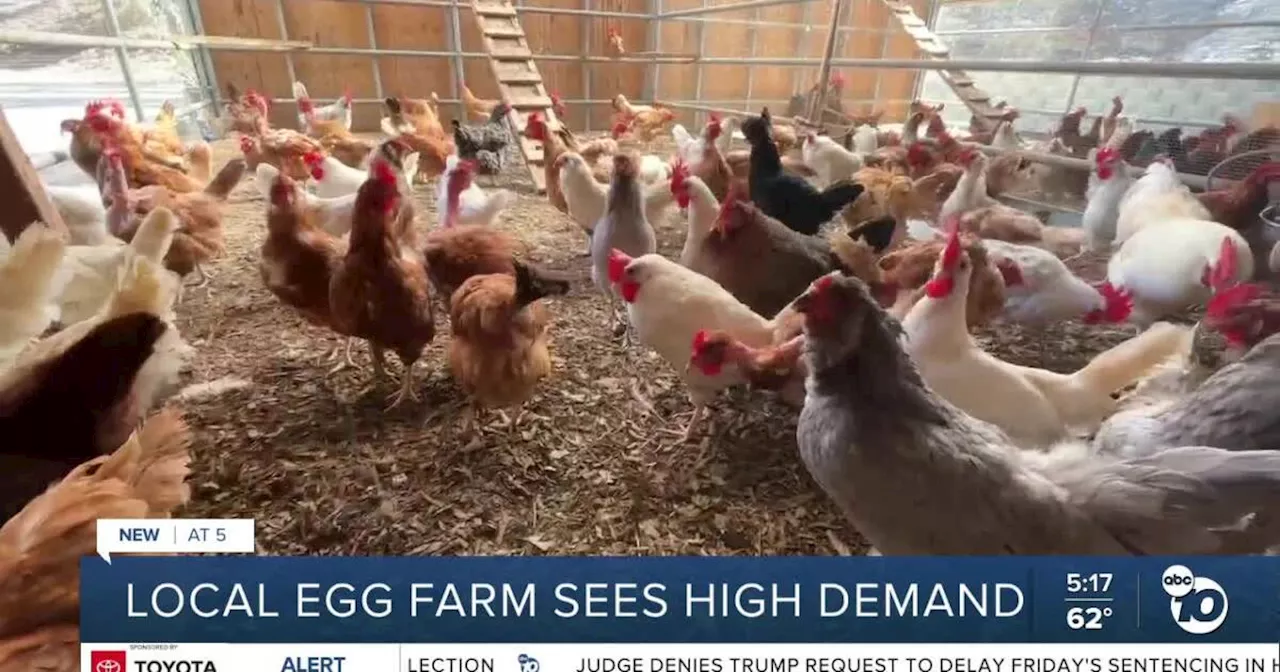 Bonita Farmer Protects Chickens From Avian Flu