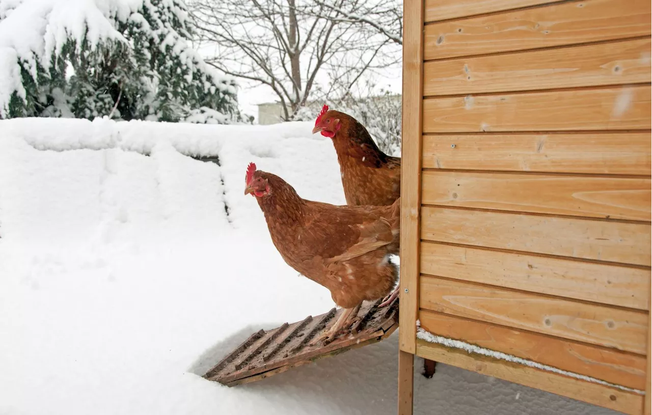 Prêt votre Poulailler pour l'Hiver