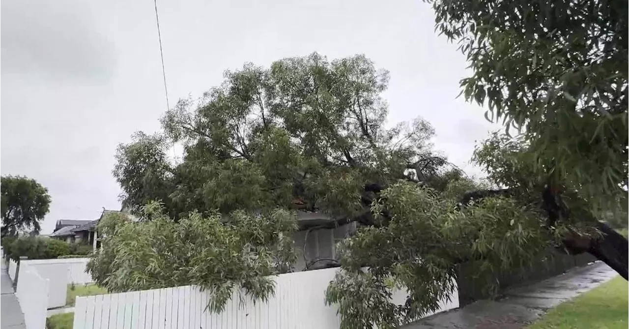 Council Deemed Safe Tree Crumbles into Melbourne Home