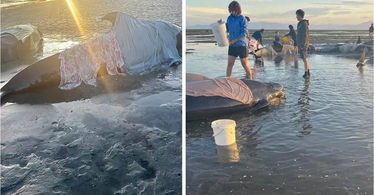 Nine pilot whales stranded in bay on New Zealand's South Island